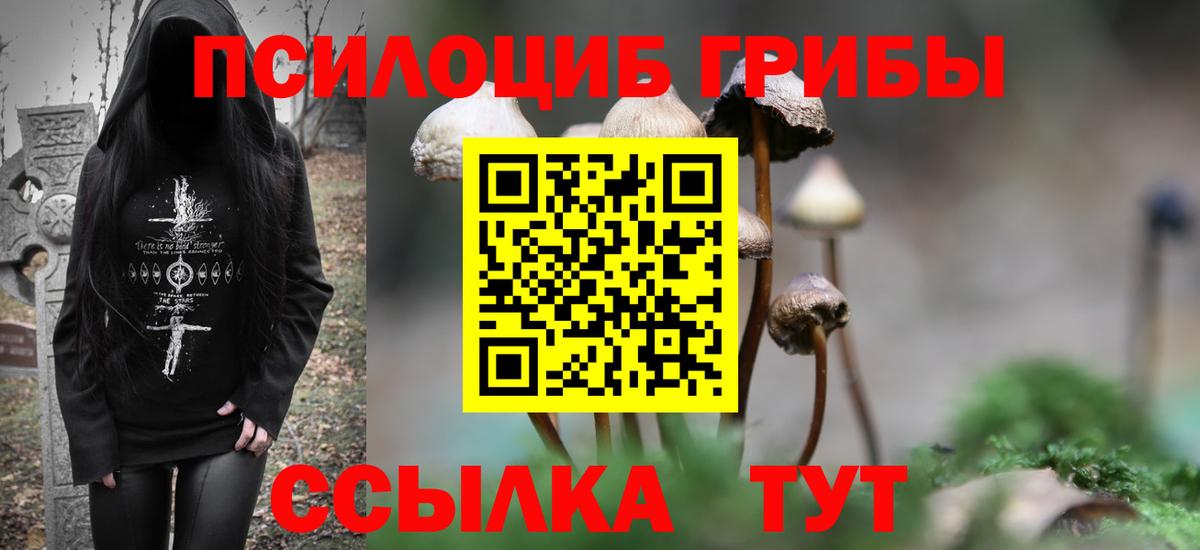 Петровск  Галлюциногенные грибы Psilocybe  Вход с VPN 